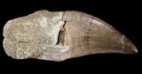 Rooted Mosasaur (Eremiasaurus) Tooth #43194-1